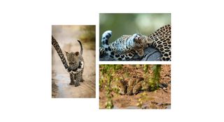 remembering leopards winners comp image 6