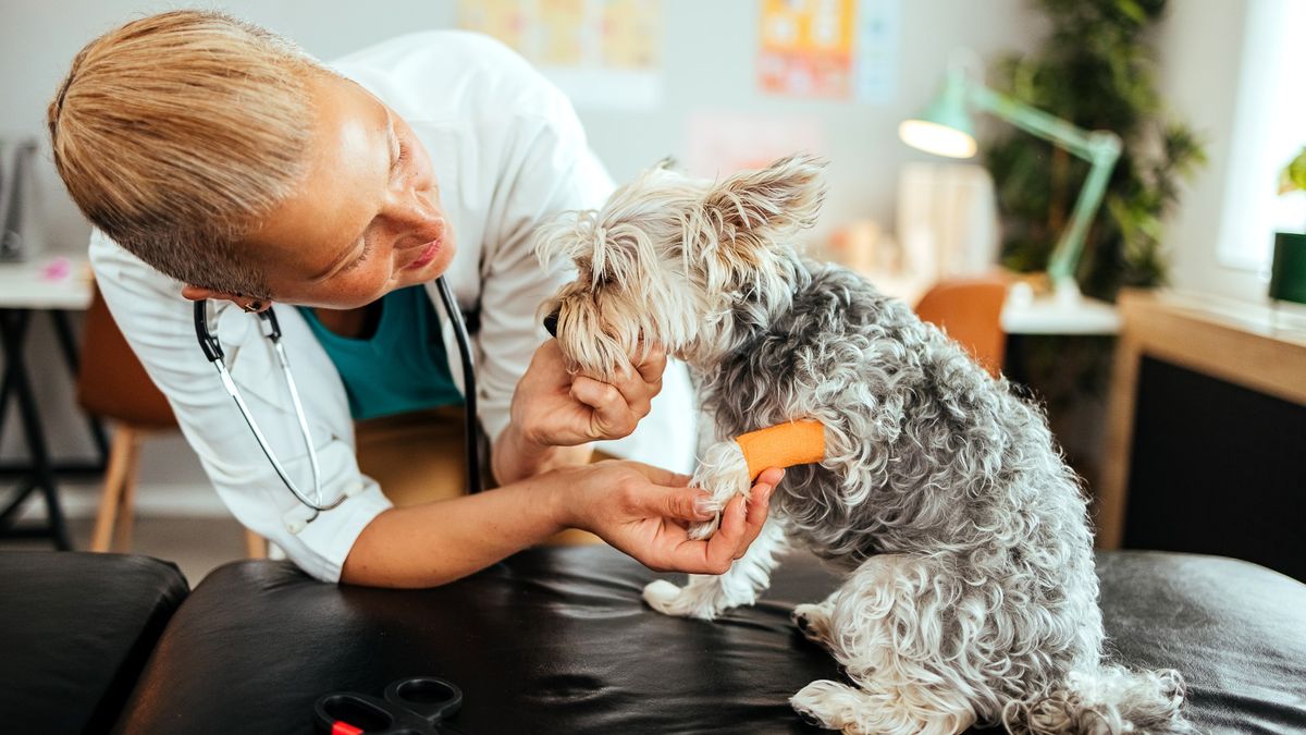 Female vet examining small dog in clinic