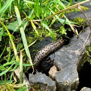 Leopard slug in a stumpery
