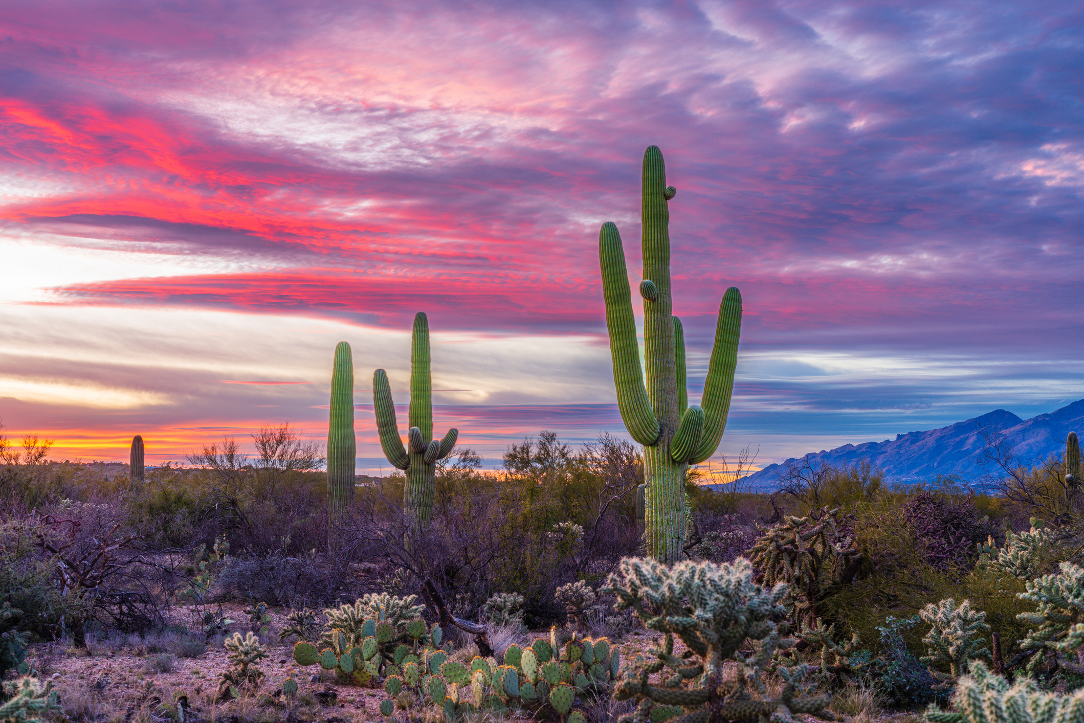 View of cactus on field against sky during sunset,Tucson,Arizona