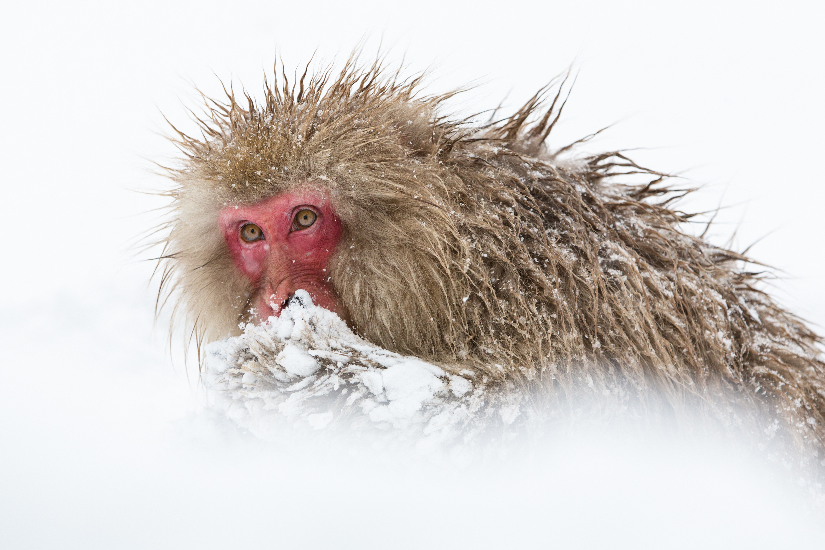 Denise Ippolito - Mittens “Japanese macaques, also known as snow monkeys, are native to Japan. They live in forested areas and thrive in social groups. I photographed this particular snow monkey in Nagano Prefecture, Japan, just after a heavy snowstorm. The primate stopped briefly during its play. I particularly liked its snow-matted hands and expressive face.”