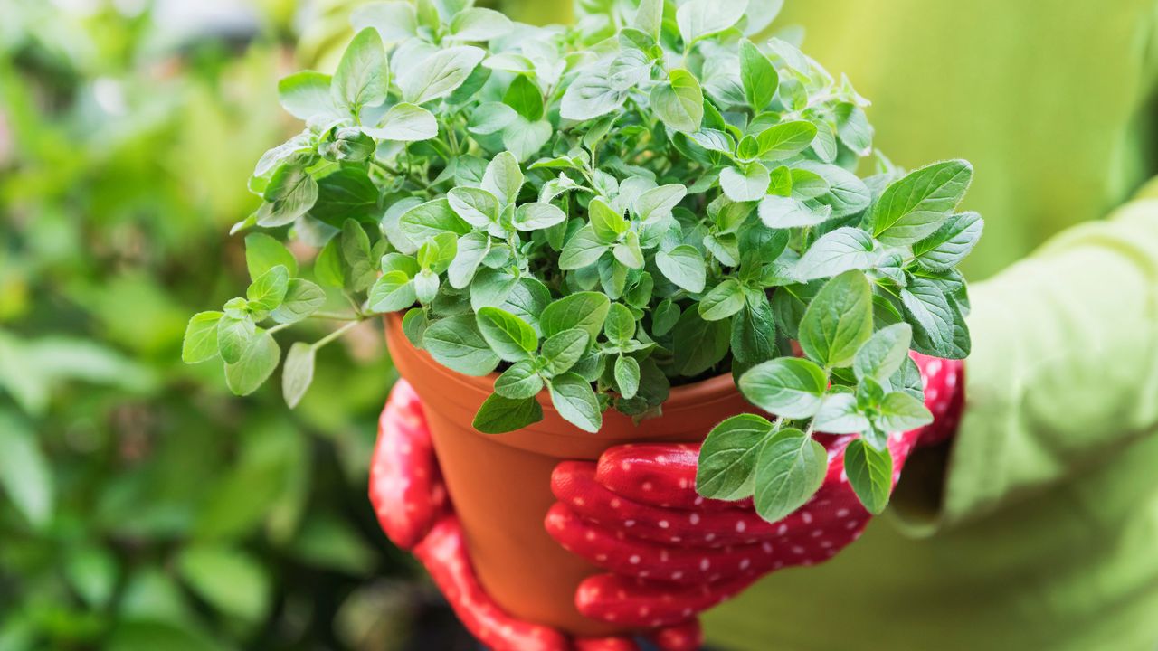 person wearing gardening gloves and carrying a potted oregano plant