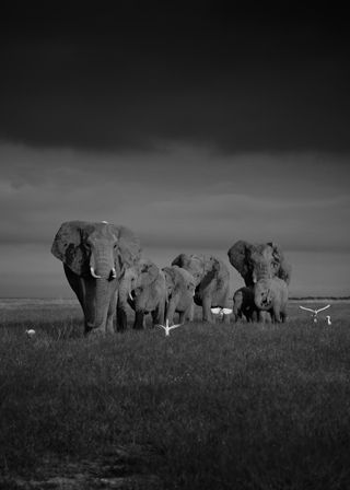Photo from Saving Elephants book