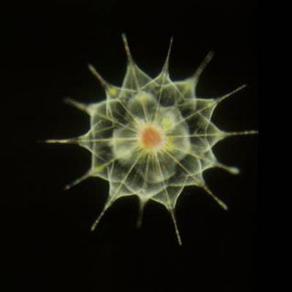 microbe-101005-02