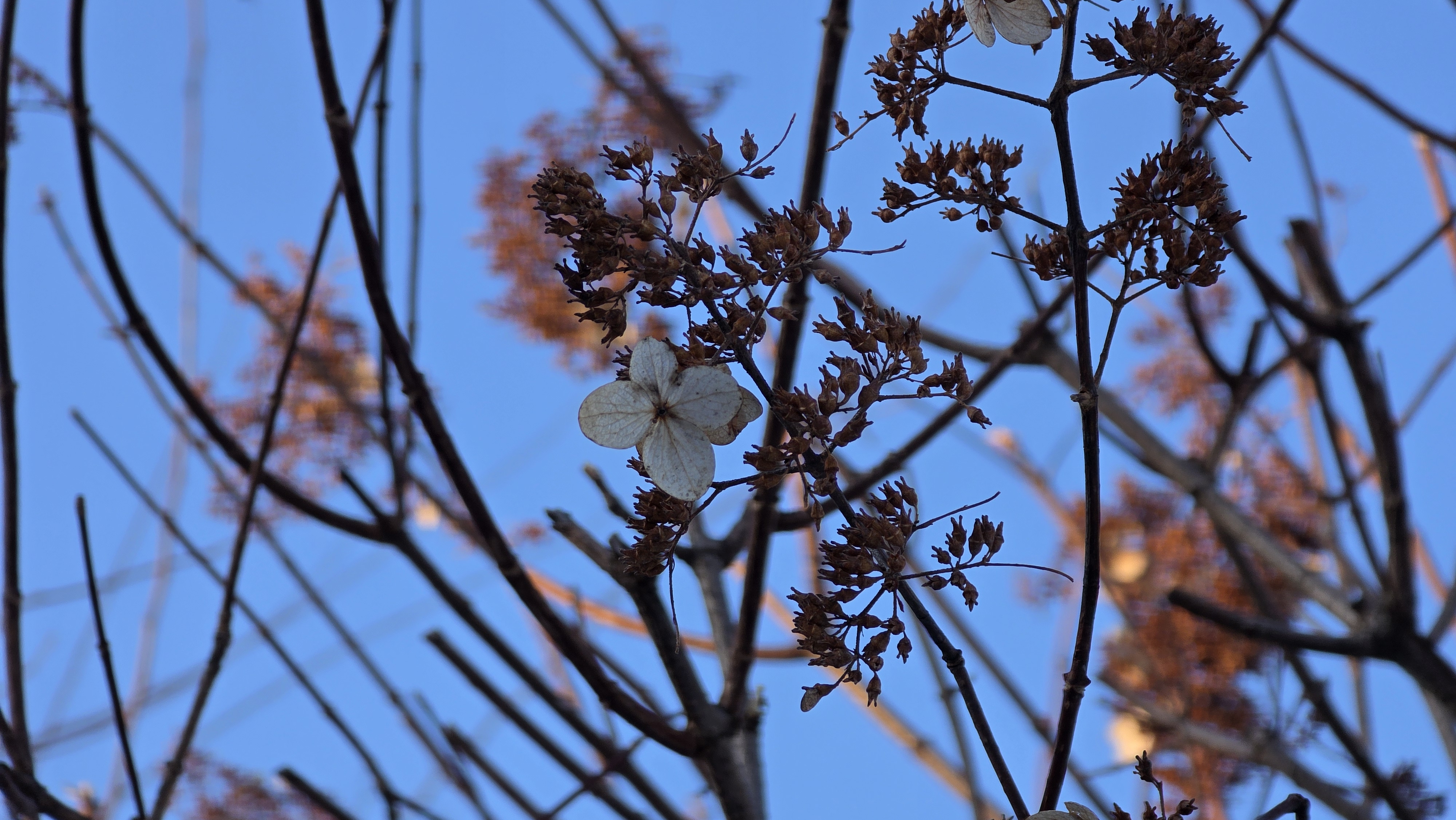 Samsung Galaxy S25 Ultra camera samples