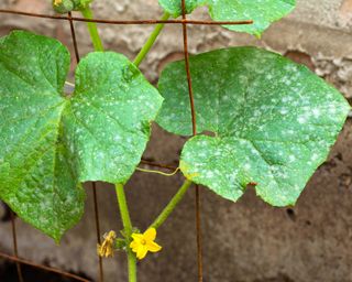 Powdery mildew on cucumber leaves