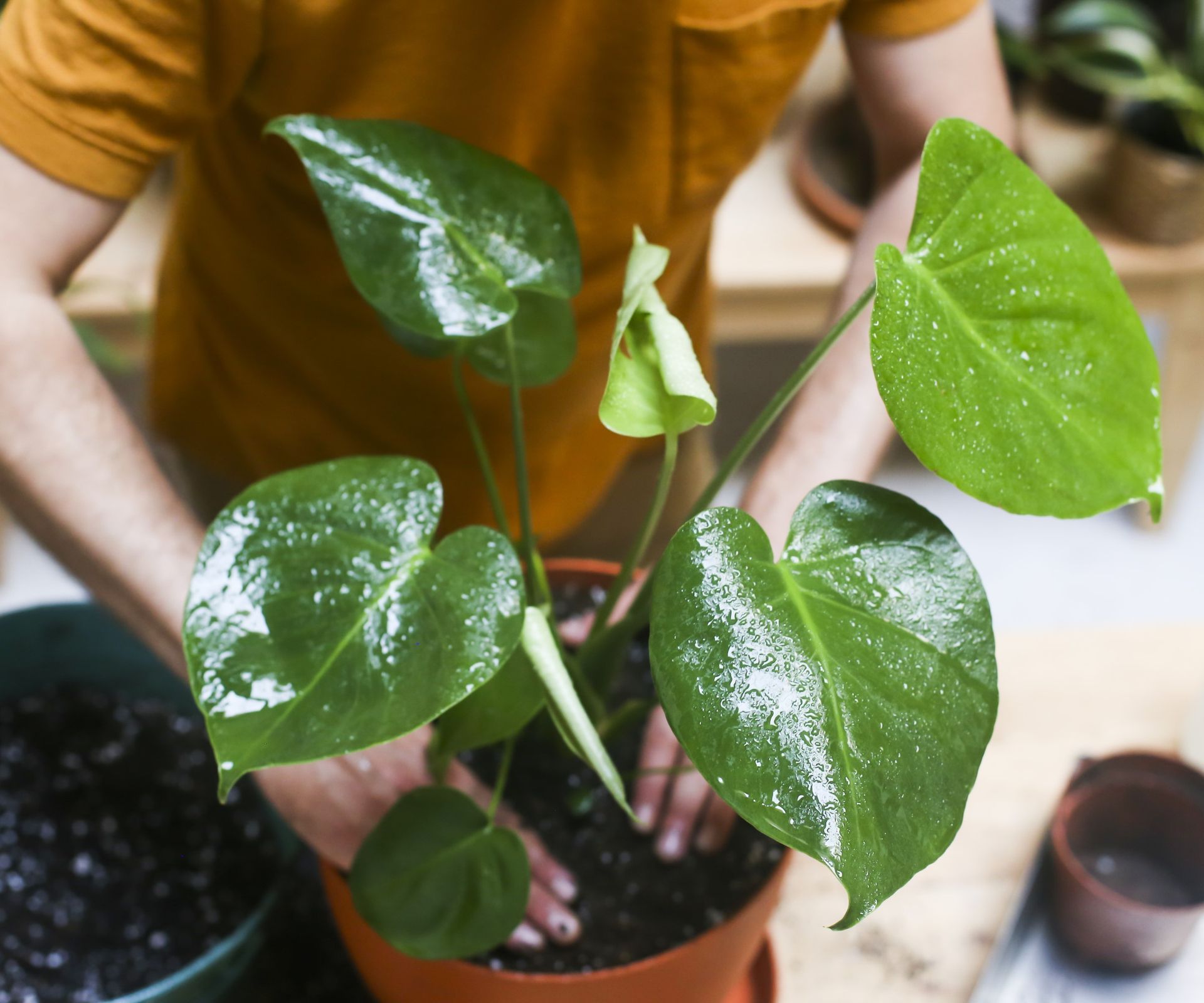 How to fix an overwatered plant: expert tips and signs | Homes & Gardens