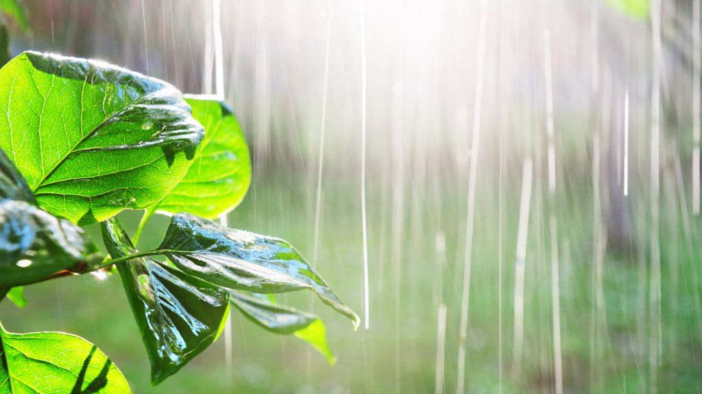 Raindrops falling on leaves