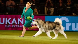 Alaskan malamute with fur coat at crufts