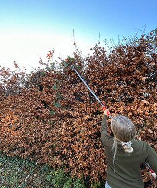 Woman pruning top of high beech hedge with Felco 290 pole pruner