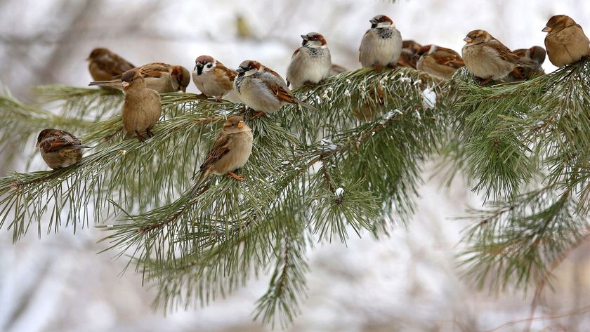 branch of a Christmas tree in the garden with lots of birds perching on it