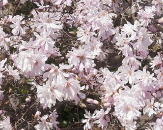 Pink star magnolia (Magnolia stellata Rosea)
