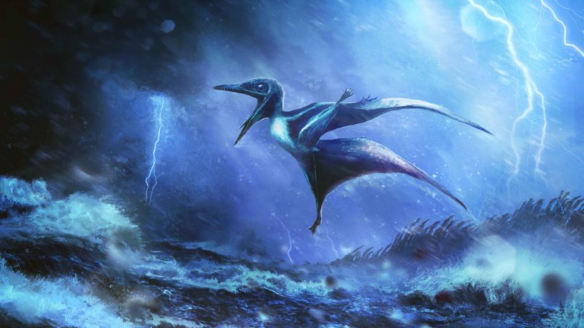 An illustration of a baby Pterodactylus swept up in a heavy storm.