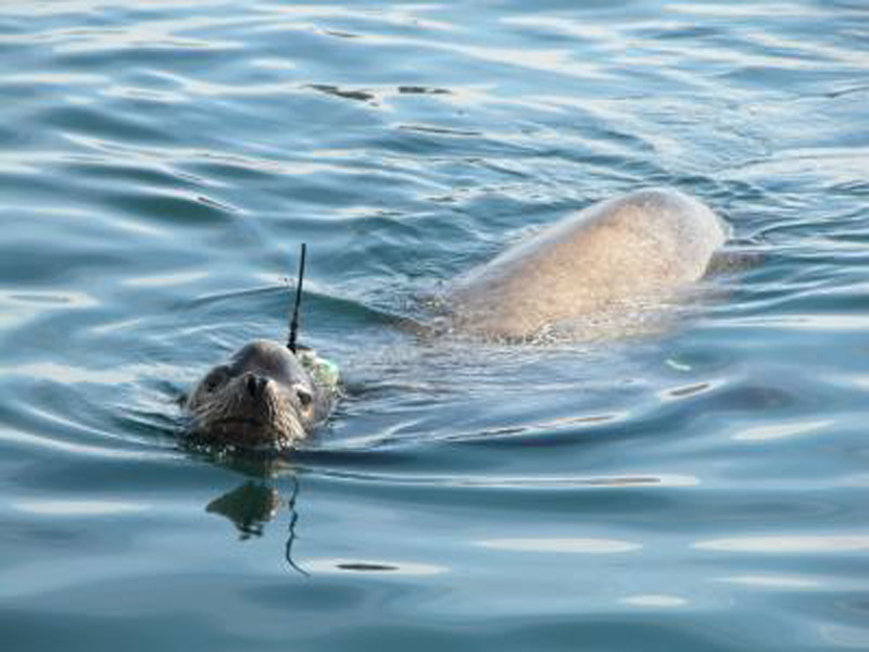California sea lions are among 23 species whose movements have been tracked since 2000 as part of the Tagging of Pacific Predators program.