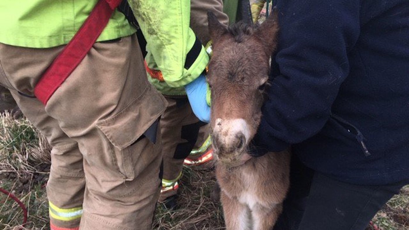 FoalHole2