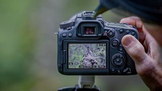 Baksidan av en Canon EOS 90D-kamera som fotograferar vilda djur