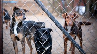 Three dogs looking out of a cage