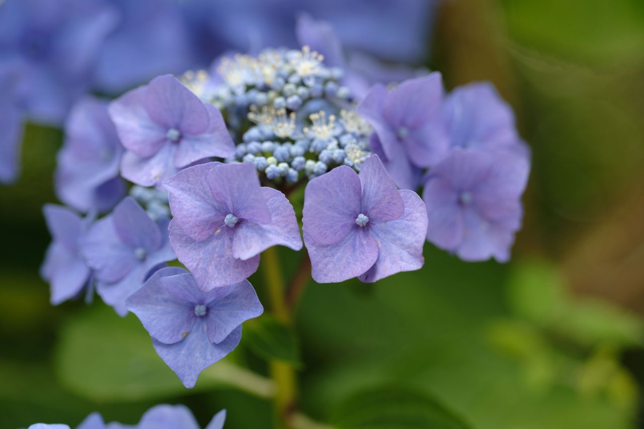Viltrox AF 90mm F2.2 EVO and Fujifilm XF 90mm f/2 R LM WR lens comparisons: closeup of purple hydrangea with background foliage