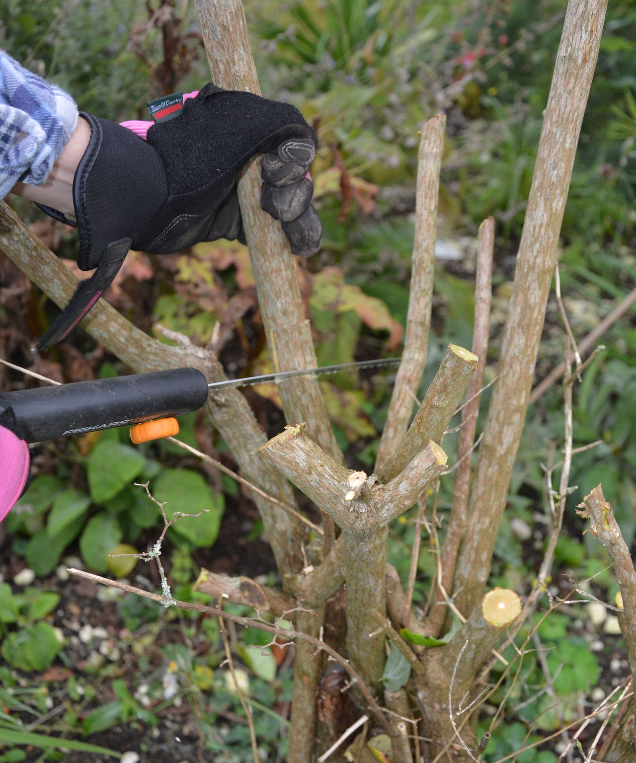How to prune forsythia expert tips for prolific flowering Homes