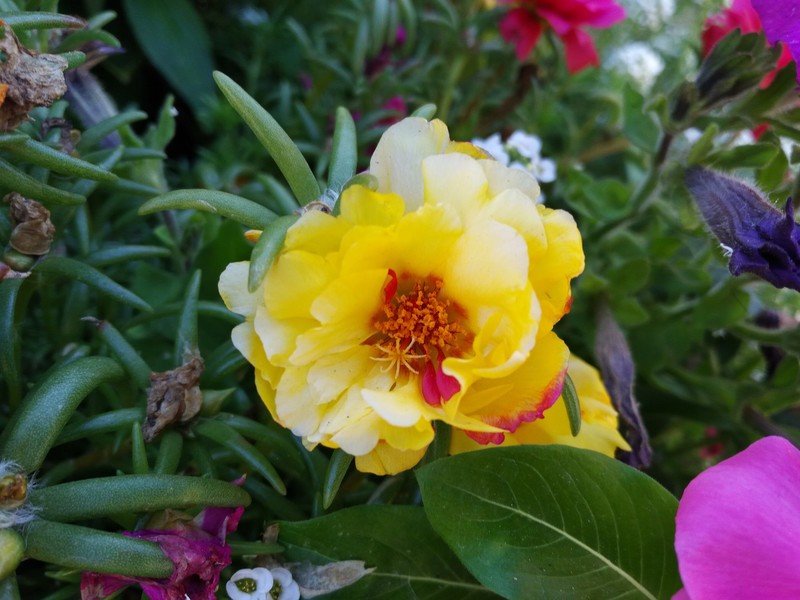 BlackBerry DTEK50 Camera sample