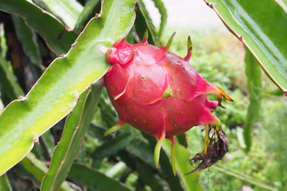Red Spiky Dragon Fruit