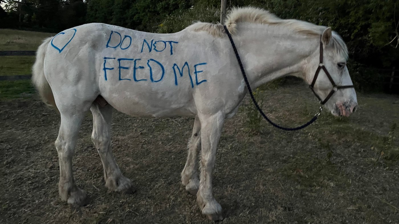 Donkey1.jpeg