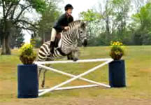 zebra-jump.jpg