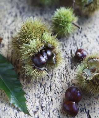 chestnuts with spines
