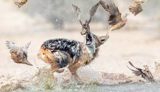 Wildlife winner: Elize Labuschagne, The Jackal Strikes Again