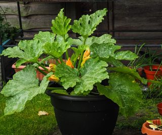 A zucchini plant growing in a large black plastic container