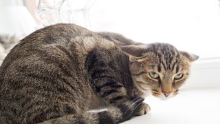 Cat sitting near window