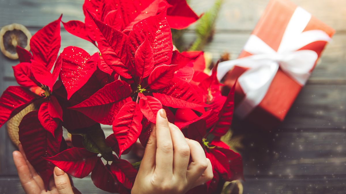 Comment prendre soin du poinsettia 