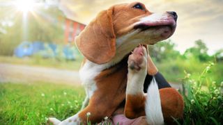 A dog scratching outdoors who's in need of the best flea treatment for dogs