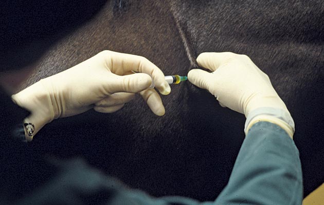 flu-jab.jpg