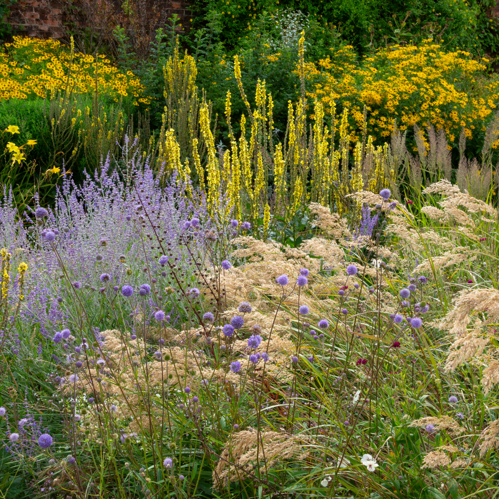 A UK garden full of flowering perennials, shrubs and ornamental grasses in late August. Plants include Helenium, Verbascum, Scabious, Perovskia and Helianthus.