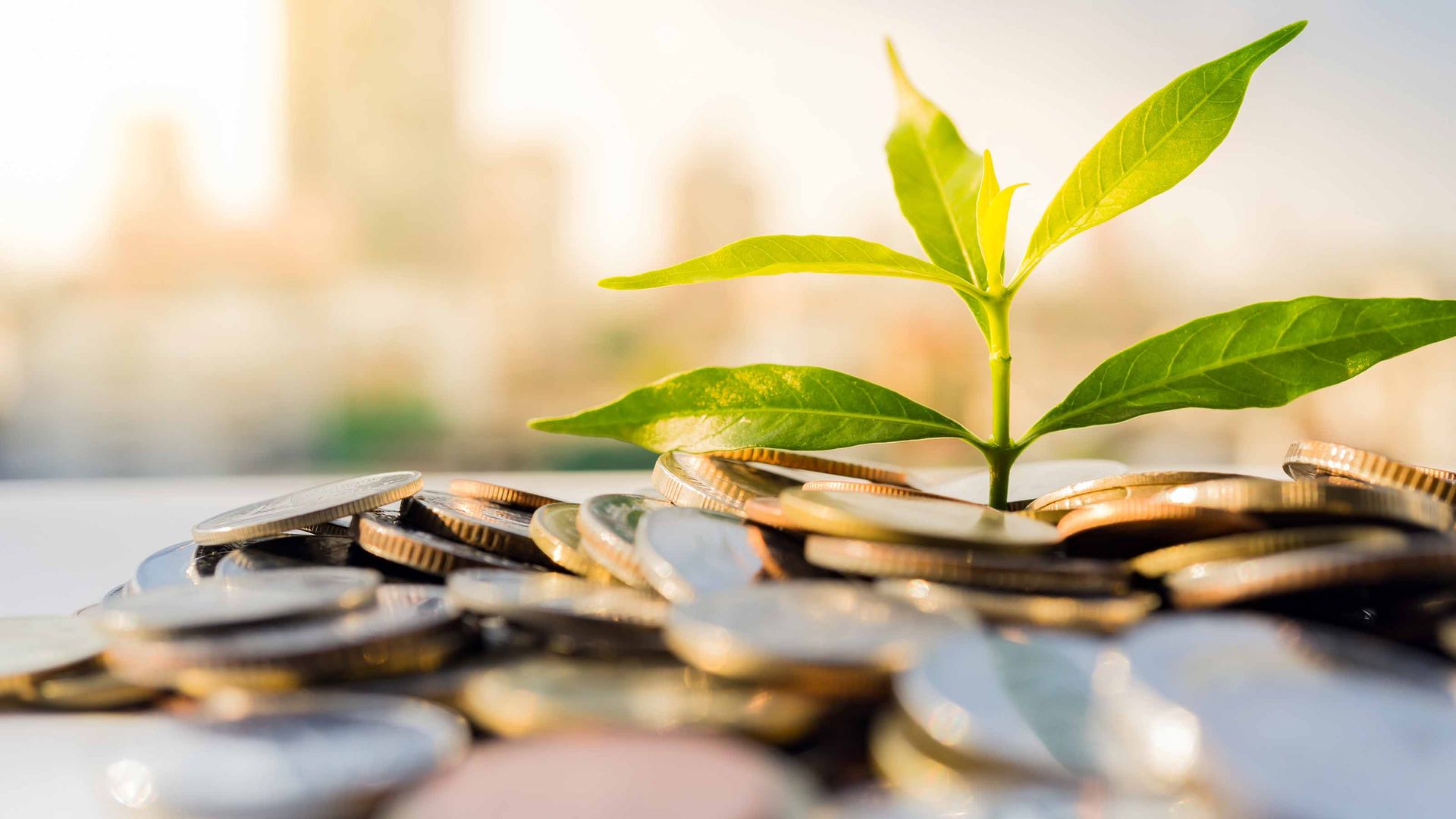 Fidelity Dividend Growth Fund