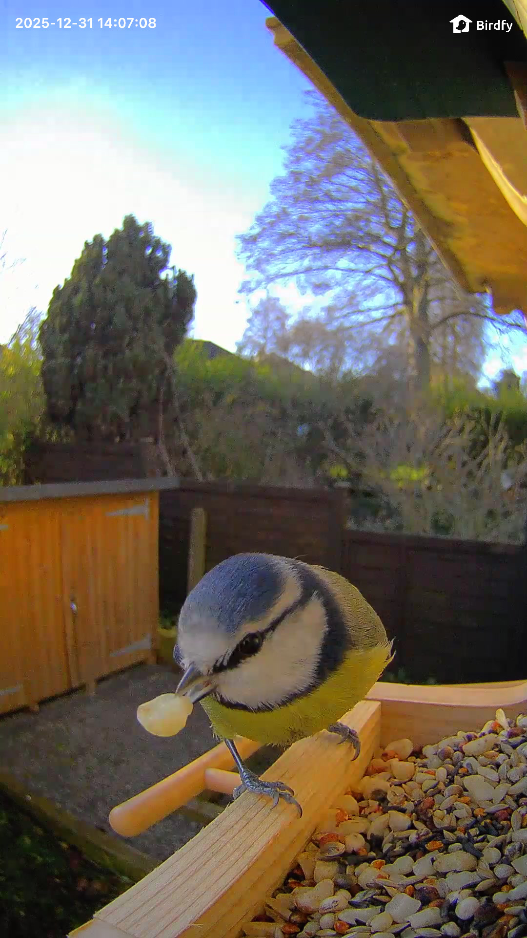 A garden bird landing on the Birdfy Wood feeder