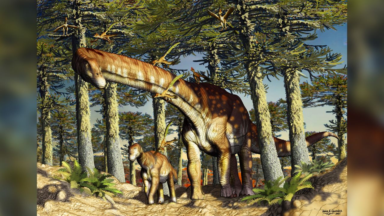 N. zapati would have grown to about 66 feet (20 meters) long and sported the column-like legs and long neck and tail of a typical titanosaur.