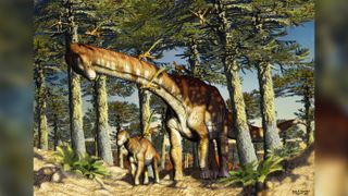 N. zapati would have grown to about 66 feet (20 meters) long and sported the column-like legs and long neck and tail of a typical titanosaur.