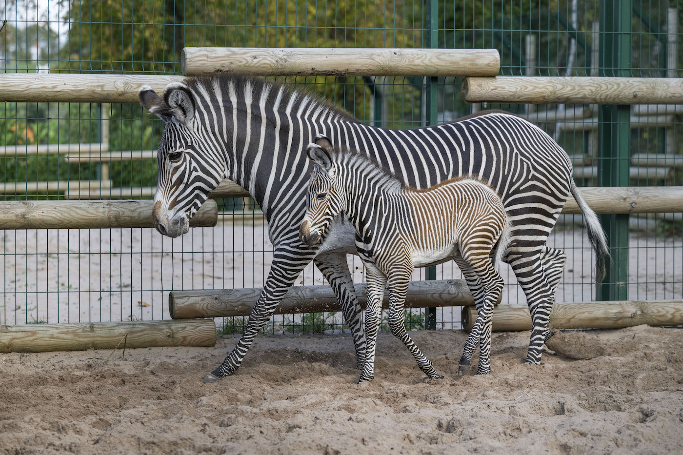 Zebra2
