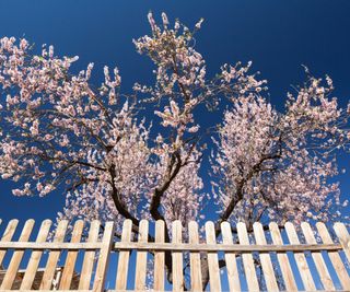 Almond blossom growing over a wooden fence