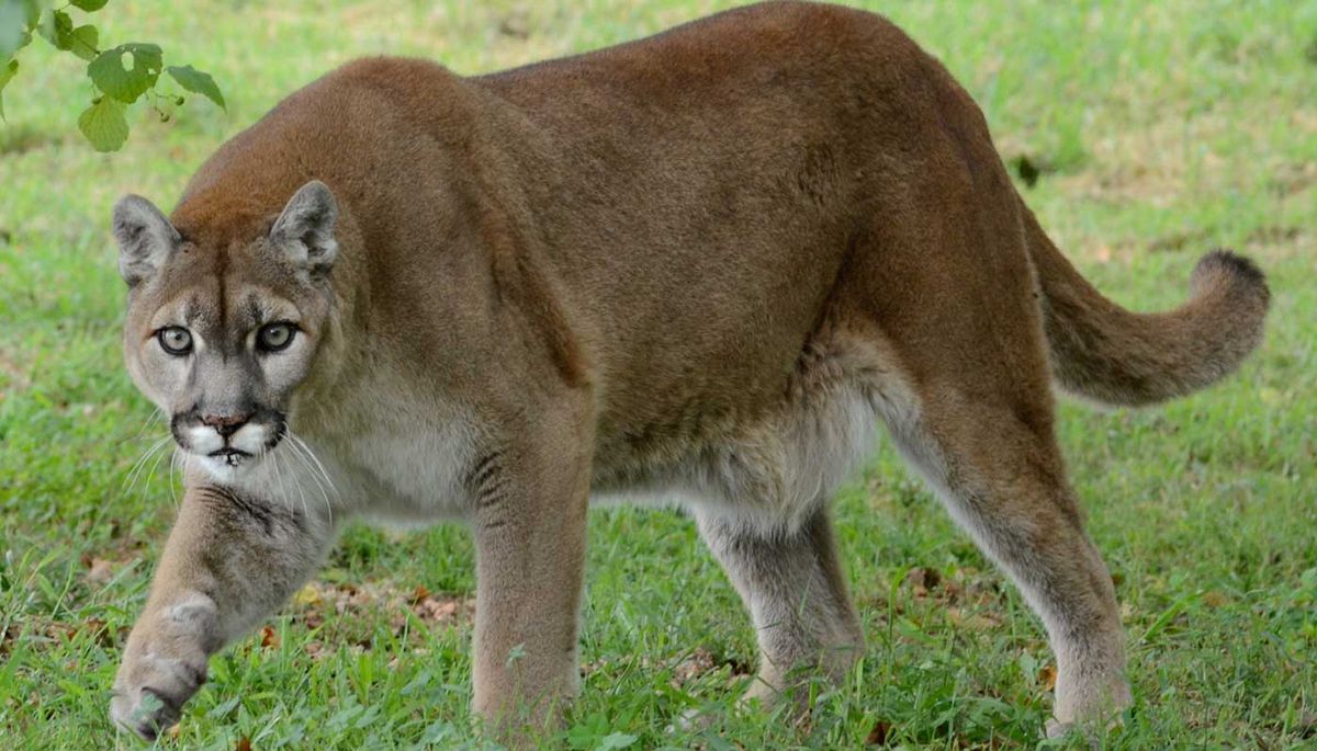 Runner chokes mountain lion to death The Week