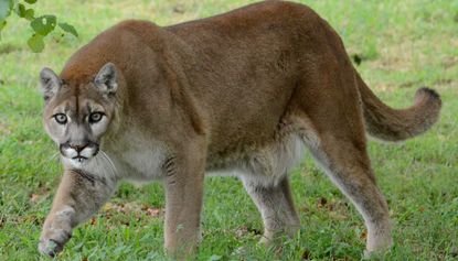 A runner has choked a mountain lion to death