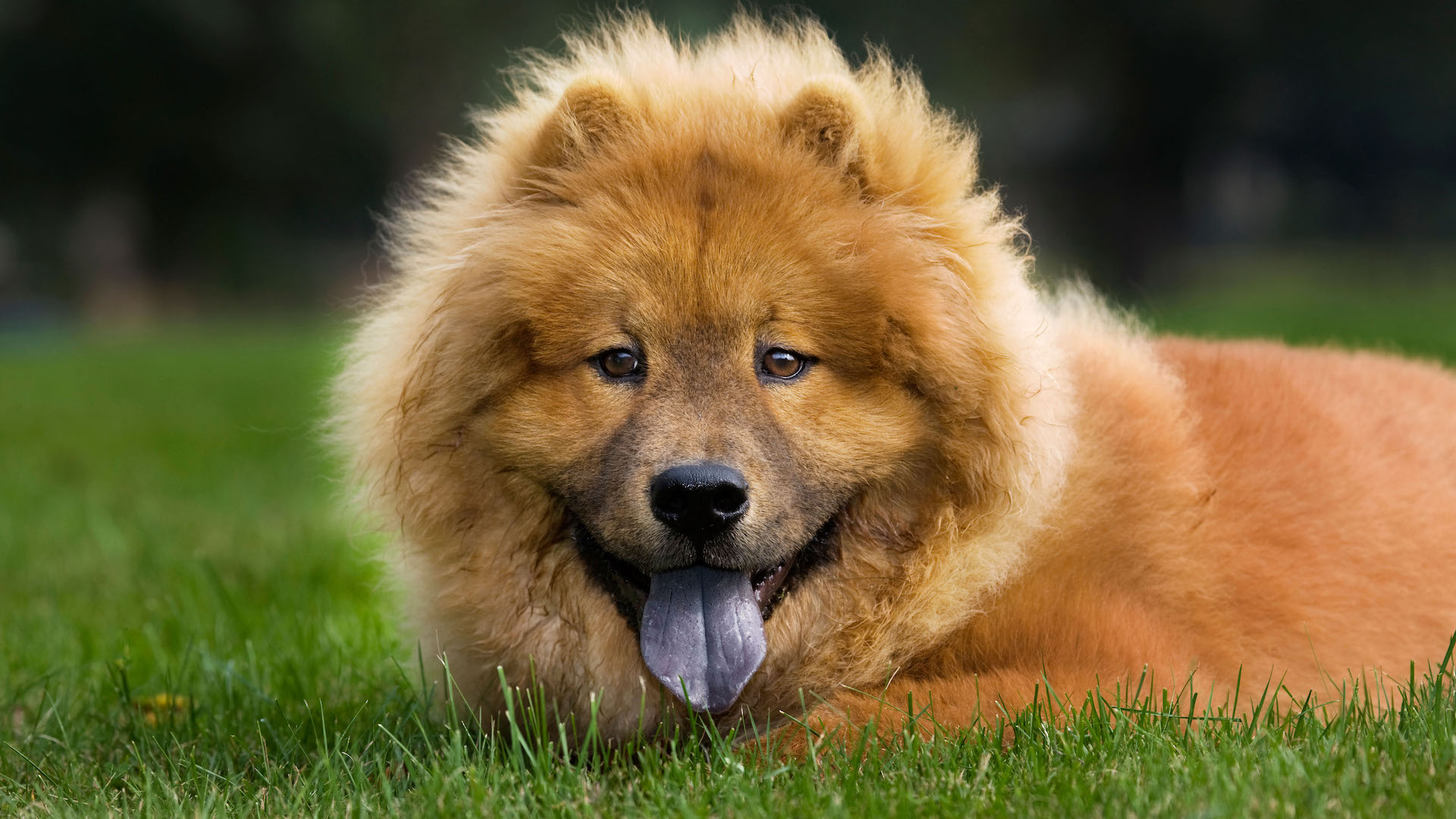 Chow chow head shot