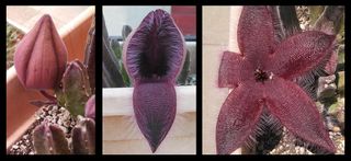 Stapelia grandiflora is remarkable to watch. Its bud forms like an inverted hot-air balloon about 5 inches in length. When ready, one petal drops down, as if opening the hatch. The other ones follow, creating a fleshy, burgundy and hairy flower. Bottle flies immediately appear, even if you have never seen them around. The flies think the flower is carrion because of the weak carrionlike smell it emits. As the fly lays maggots, the flower is pollinated. Unfortunately for the maggots, the flower is not a suitable source of food, as real rotting meat would be, and they die as the flower closes up.