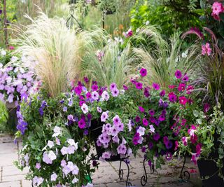 Ornamental grasses in summer containers