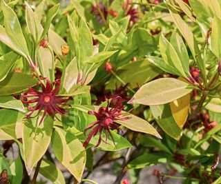 Green-yellow leaves and two red blooms of the Florida anise evergreen shrub