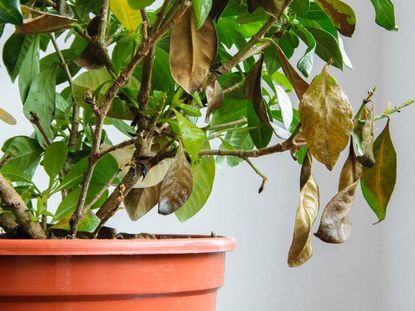 Indoor Potted Plant With Gardenia Disease