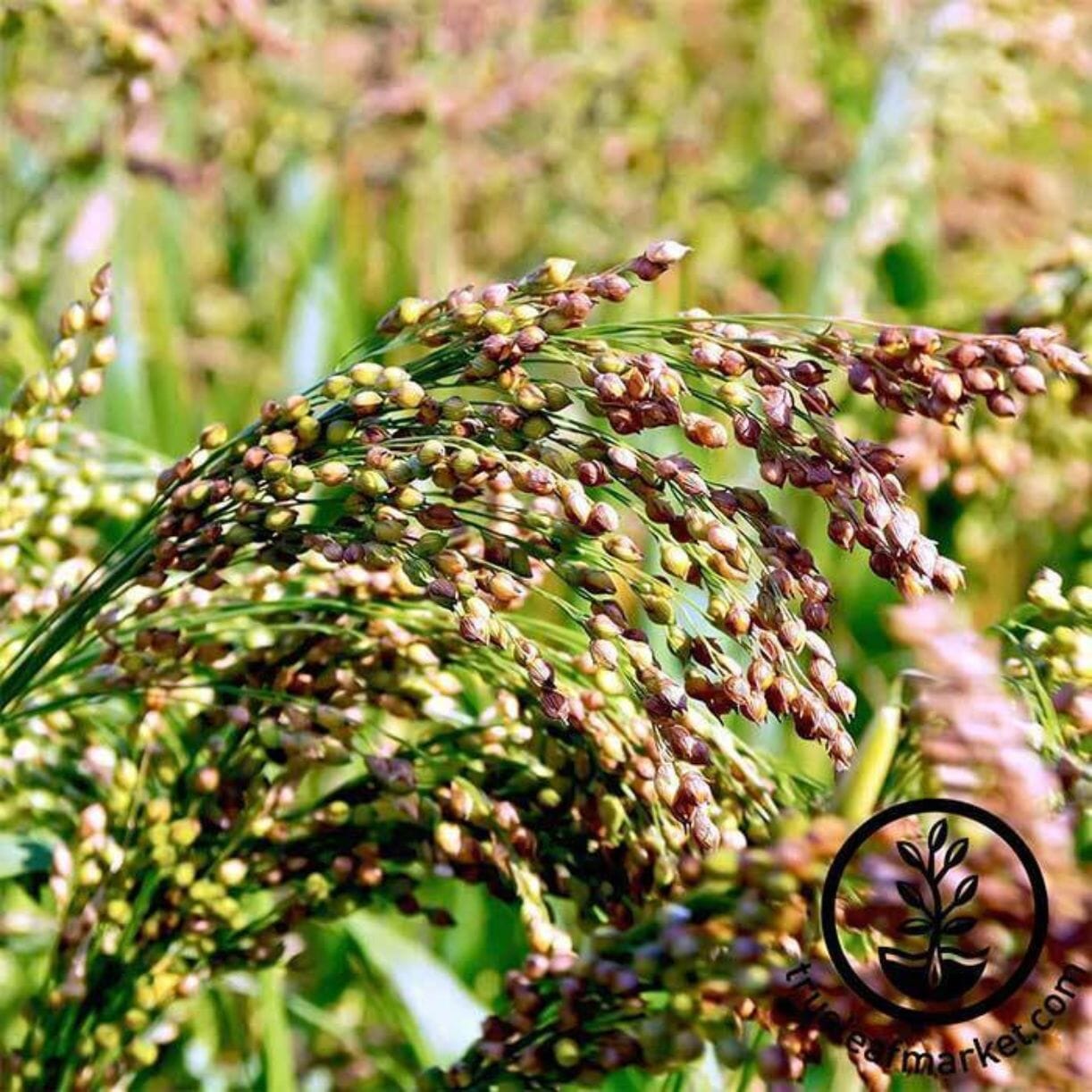 Multicolored Ornamental Broom Corn Seeds | Open Pollinated, Non-Gmo