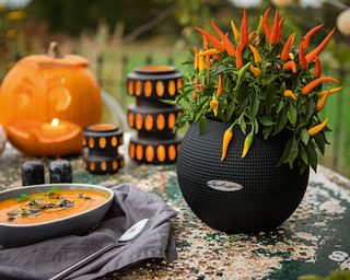 black planter with ornamental chilli plant, Halloween pumpkin and soup
